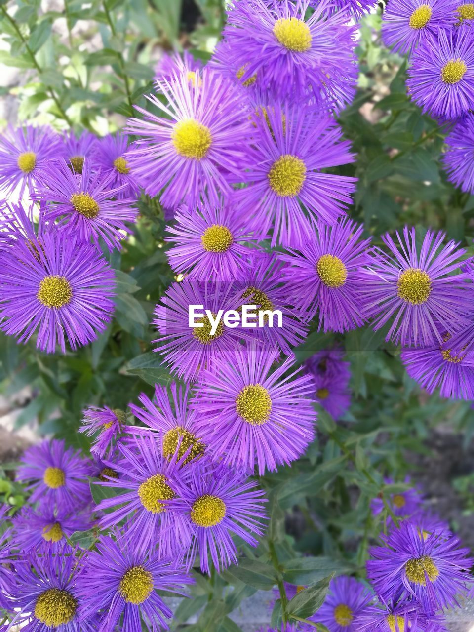 CLOSE-UP OF PURPLE FLOWERS BLOOMING IN PARK