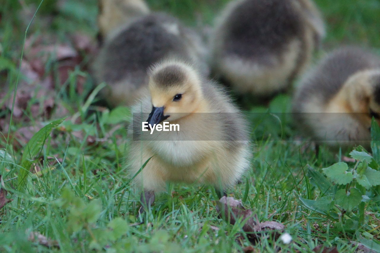 animal themes, bird, animal, young animal, young bird, animal wildlife, ducks, geese and swans, duck, wildlife, water bird, group of animals, grass, plant, no people, nature, beak, gosling, duckling, goose, land, cute, day, field, selective focus, outdoors, animal family