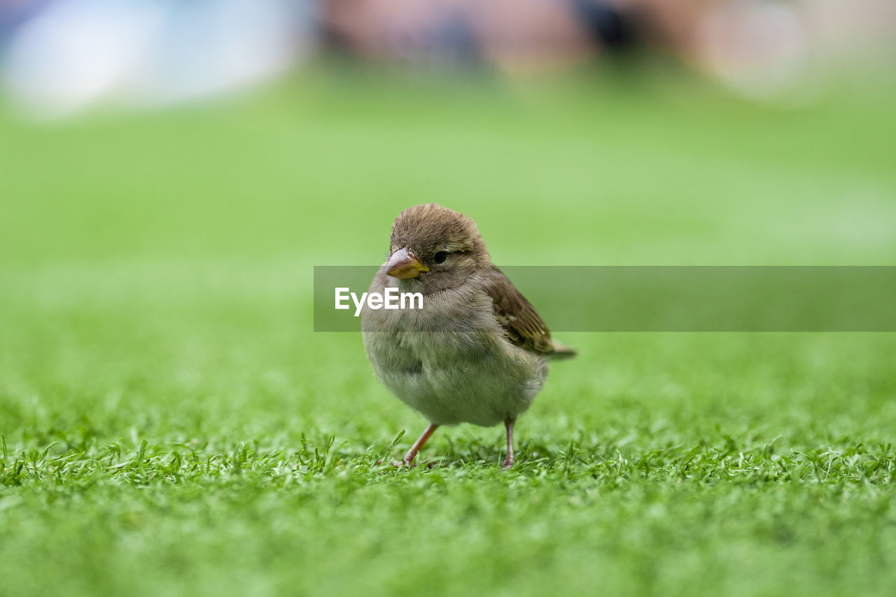 Small bird on grass