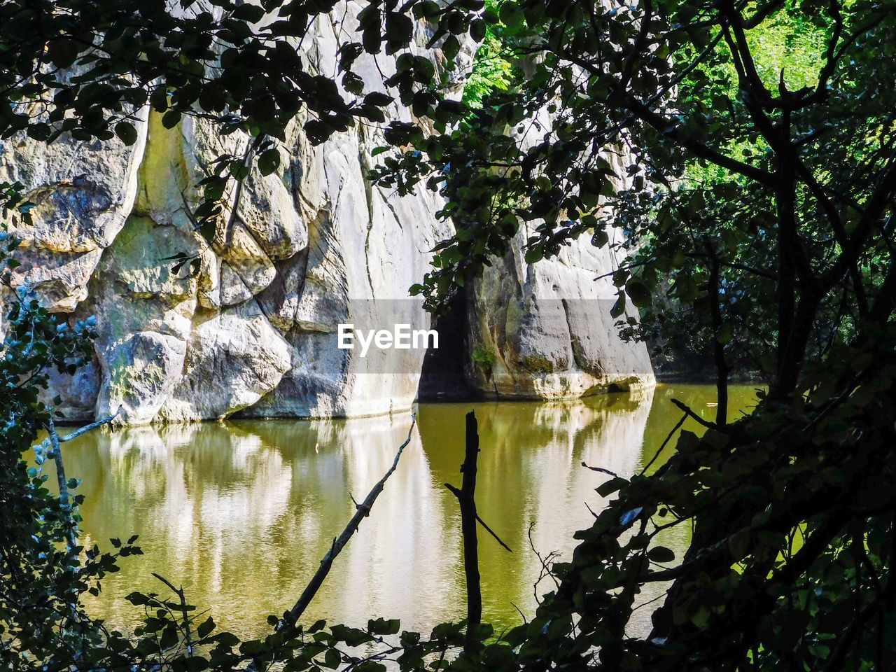 Scenic view of lake in forest