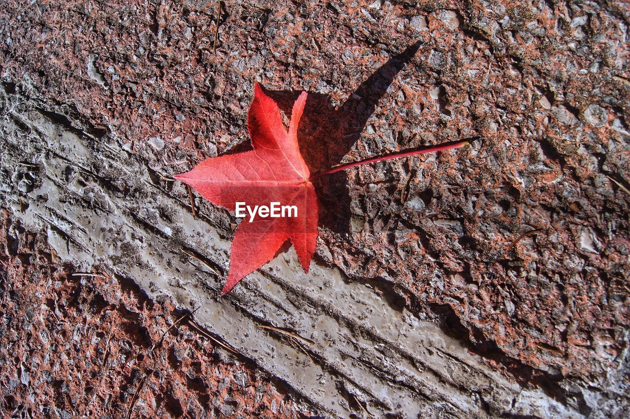 Close-up of maple leaf on tree trunk