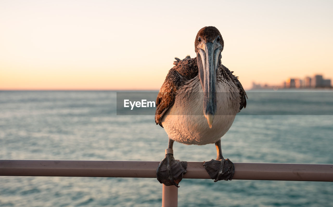 Close-up of pelican perching on railing against sea