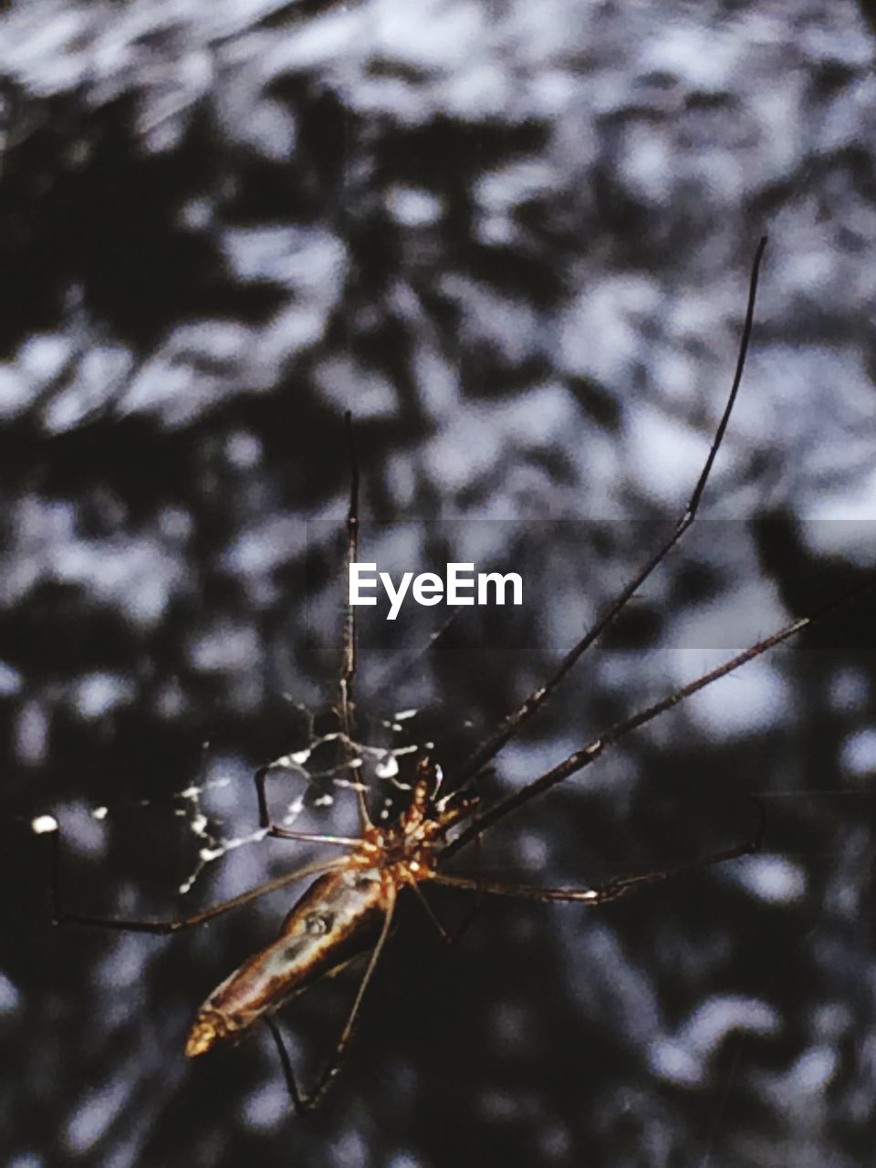 CLOSE-UP OF SPIDER IN WEB