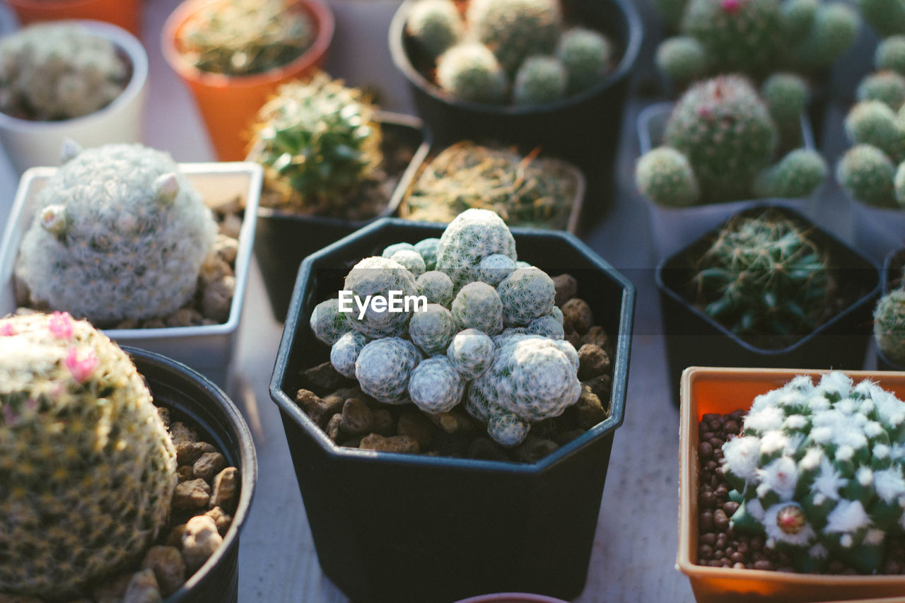 High angle view of succulent plants in market