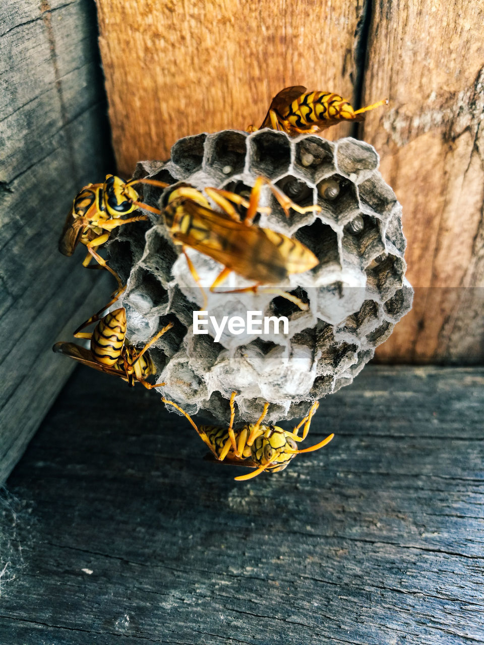 High angle view of wasp nest