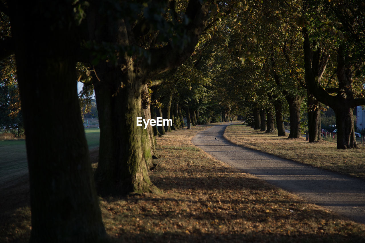 Trees on landscape