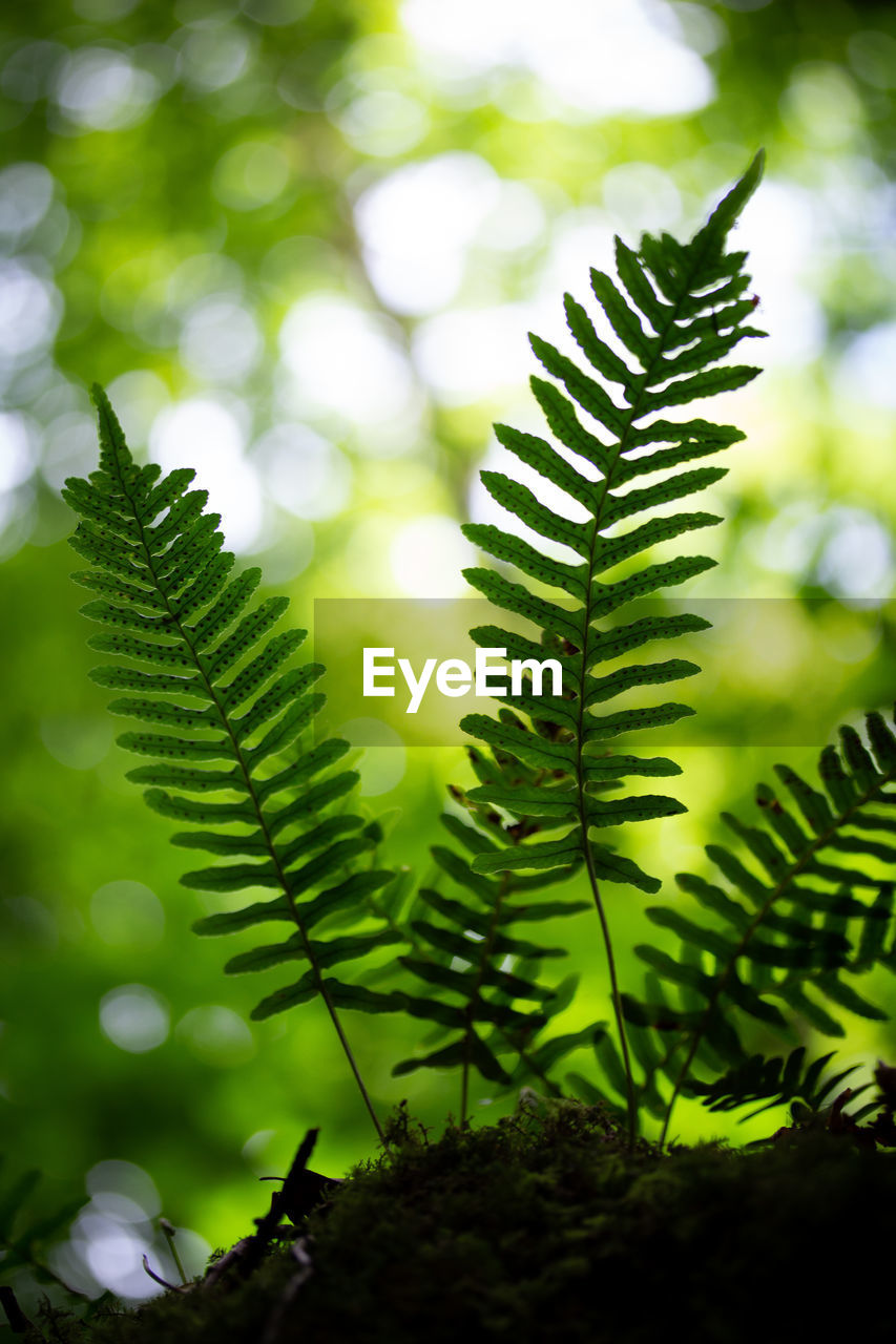 Close-up of fern leaves on tree