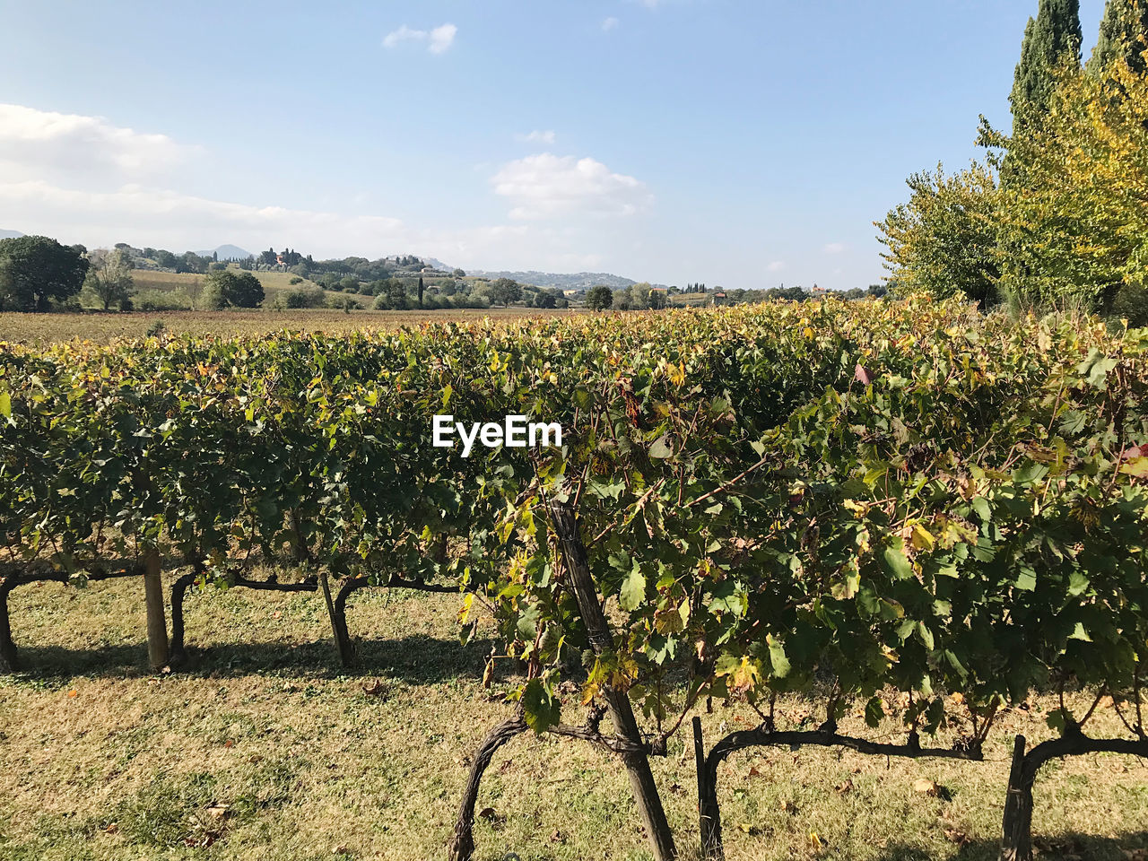 SCENIC VIEW OF VINEYARD