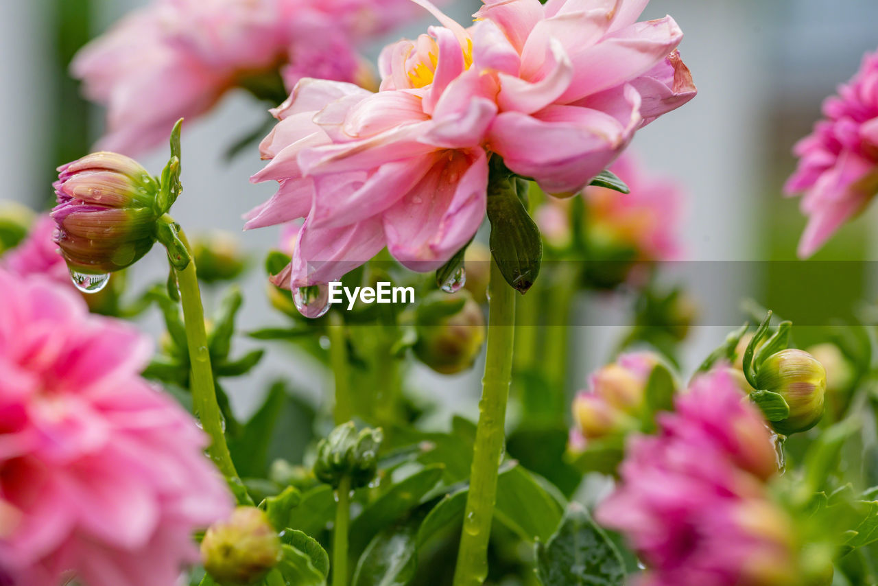 CLOSE-UP OF PINK FLOWER