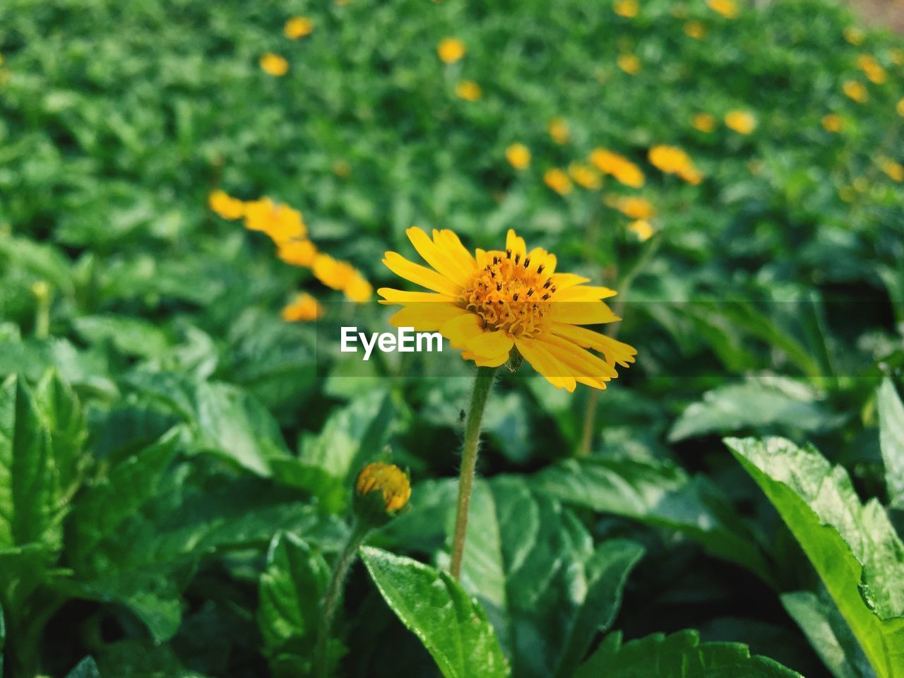 CLOSE-UP OF YELLOW FLOWER BLOOMING