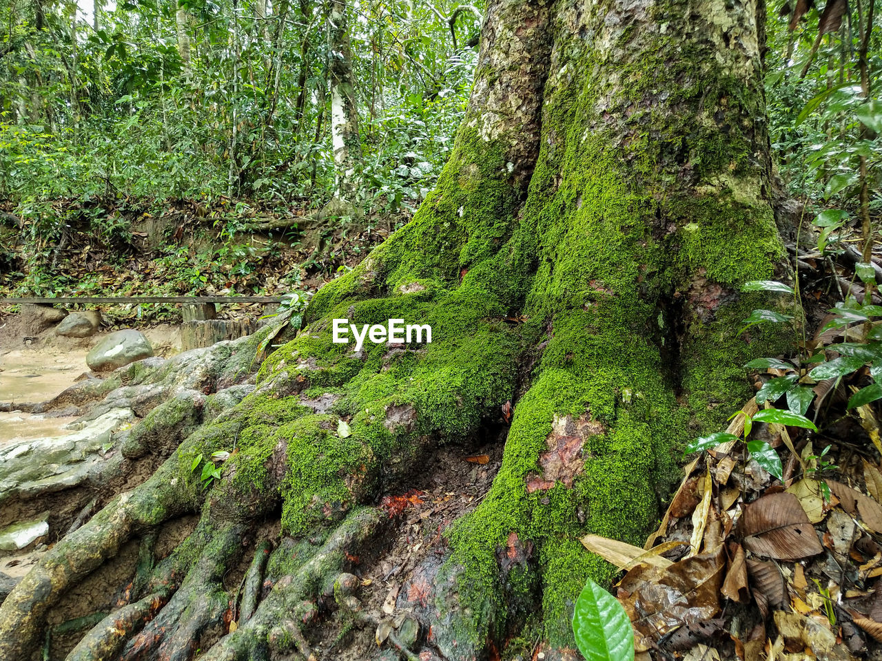 MOSS GROWING ON TREE TRUNK