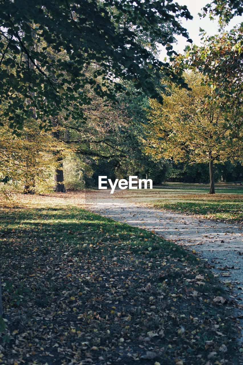 SURFACE LEVEL OF ROAD AMIDST TREES