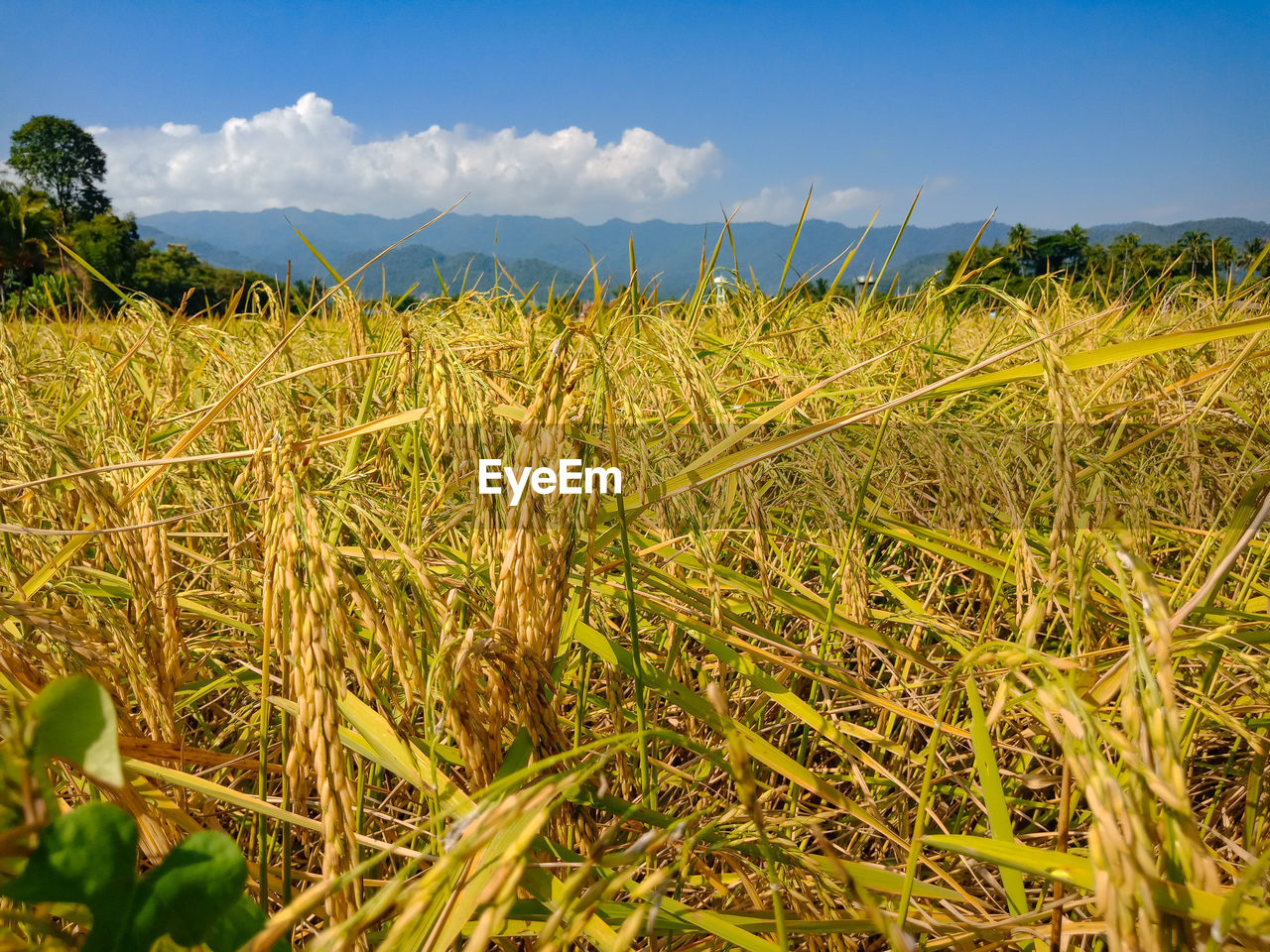 VIEW OF FIELD AGAINST SKY