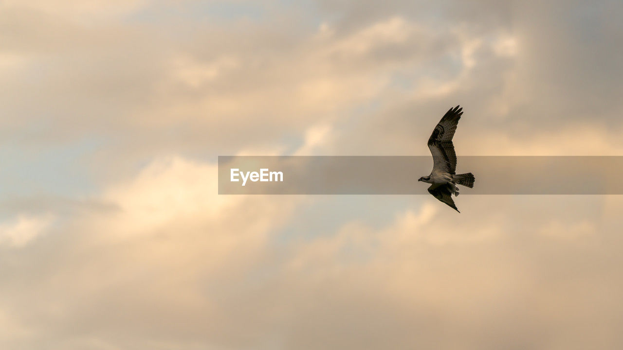 sky, flying, animal themes, bird, wildlife, animal, animal wildlife, cloud, one animal, spread wings, mid-air, animal body part, nature, bird of prey, no people, low angle view, sunset, wing, motion, dramatic sky, seabird, outdoors, beauty in nature, copy space, day, full length, animal wing