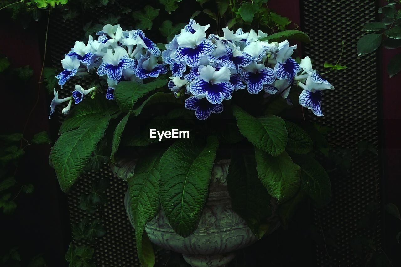 Close-up of flowers blooming at back yard