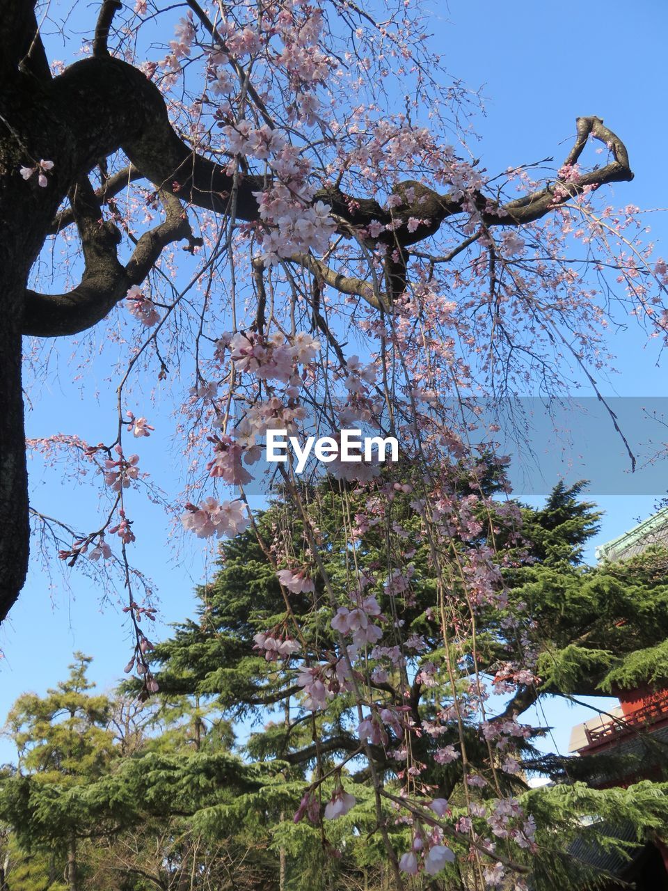 Low angle view of flowers blooming on tree