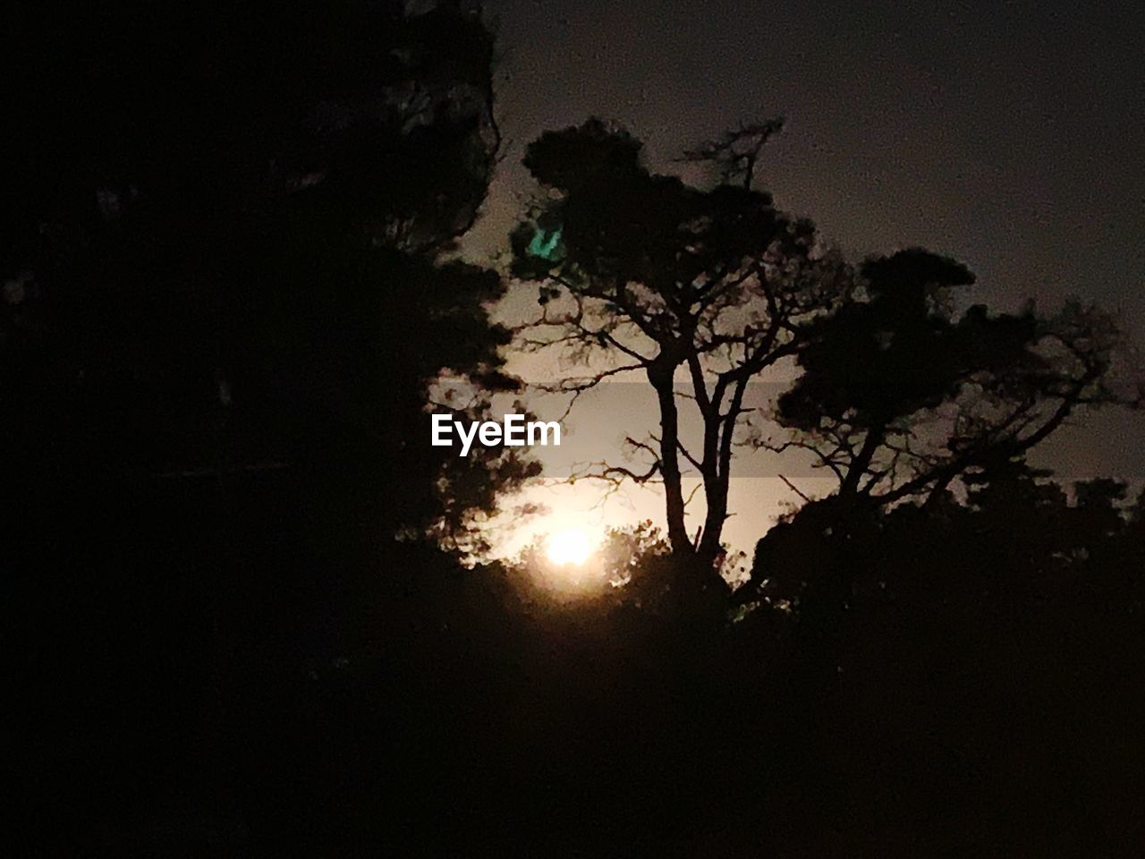 LOW ANGLE VIEW OF SILHOUETTE TREES AGAINST SKY AT SUNSET