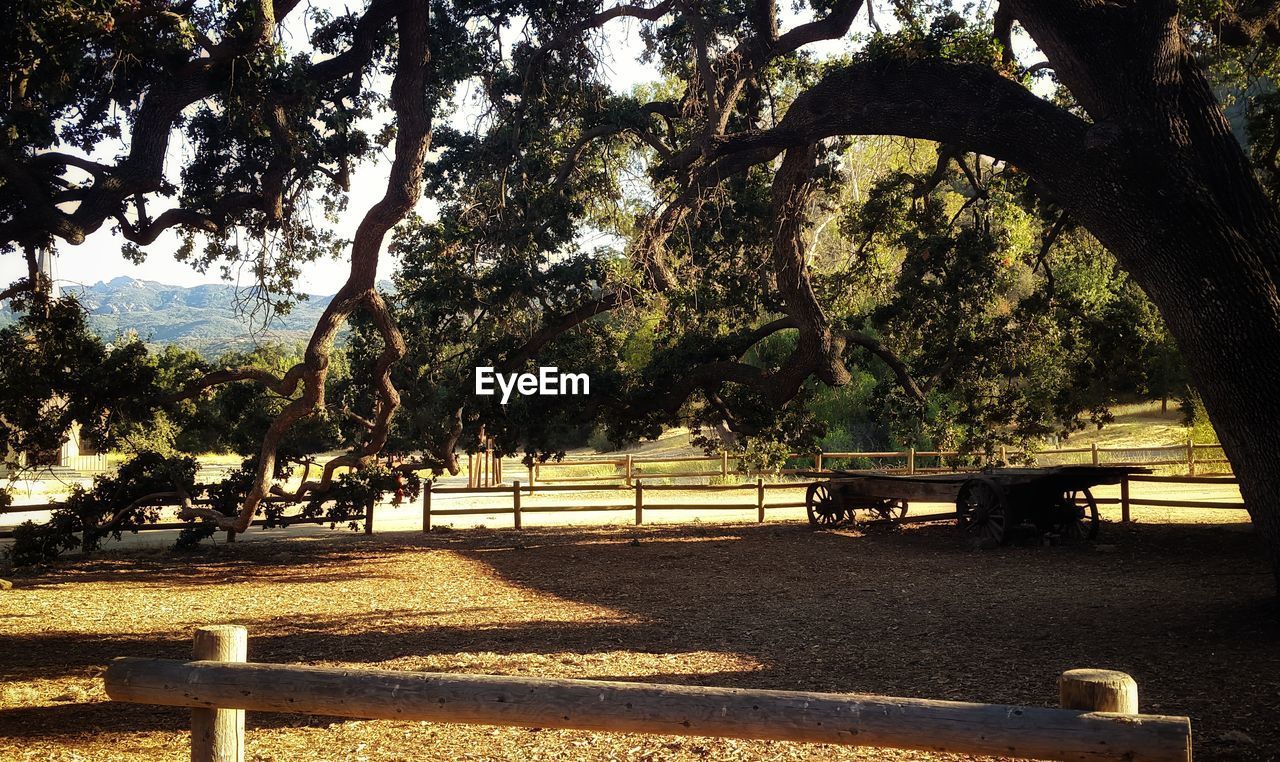 Trees in park against sky