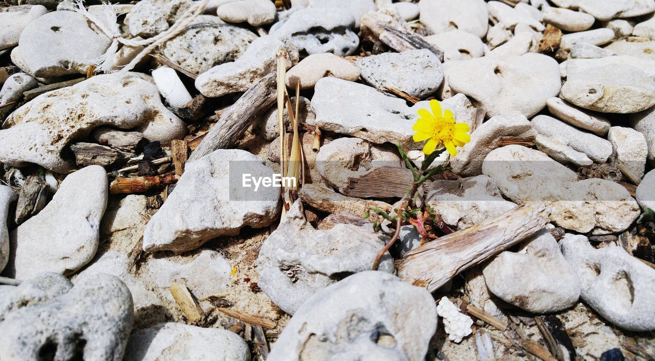 CLOSE-UP OF FLOWER GROWING OUTDOORS