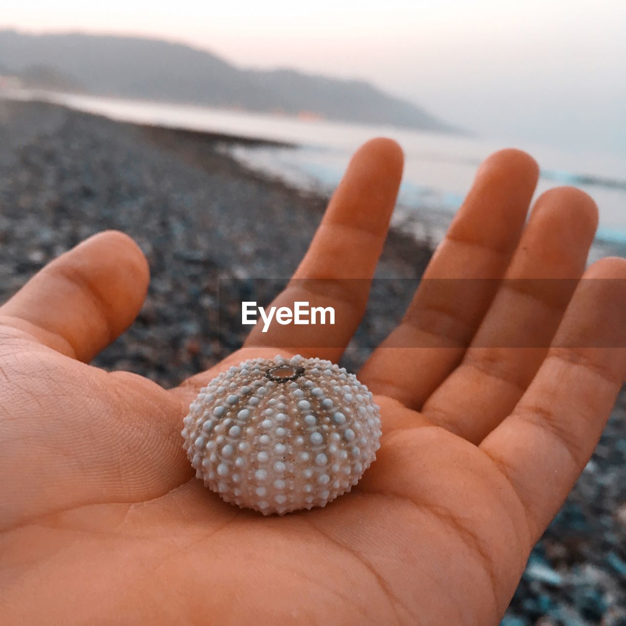 Close-up of human hand holding sea urchin at beach