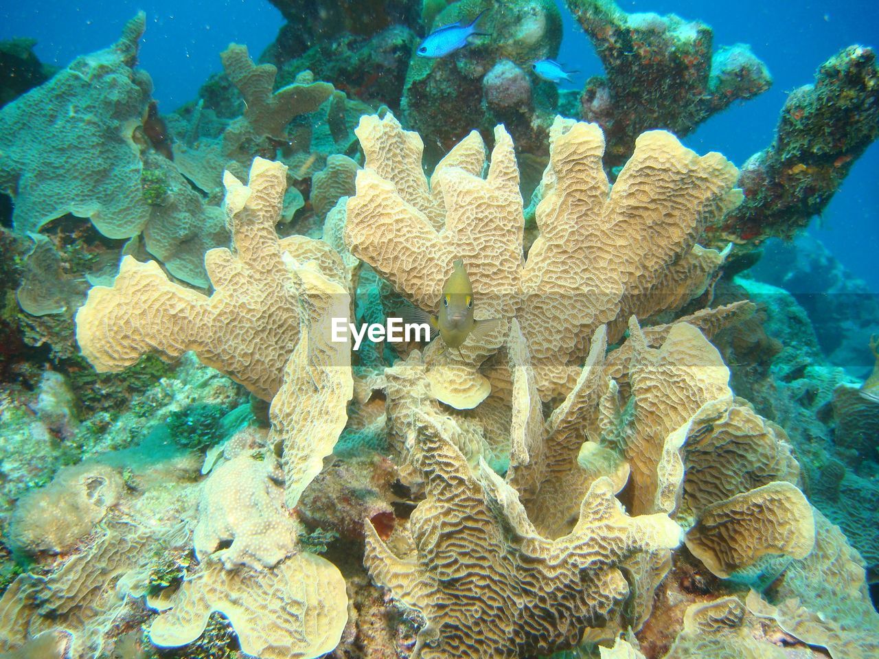 Close-up of fish swimming in sea