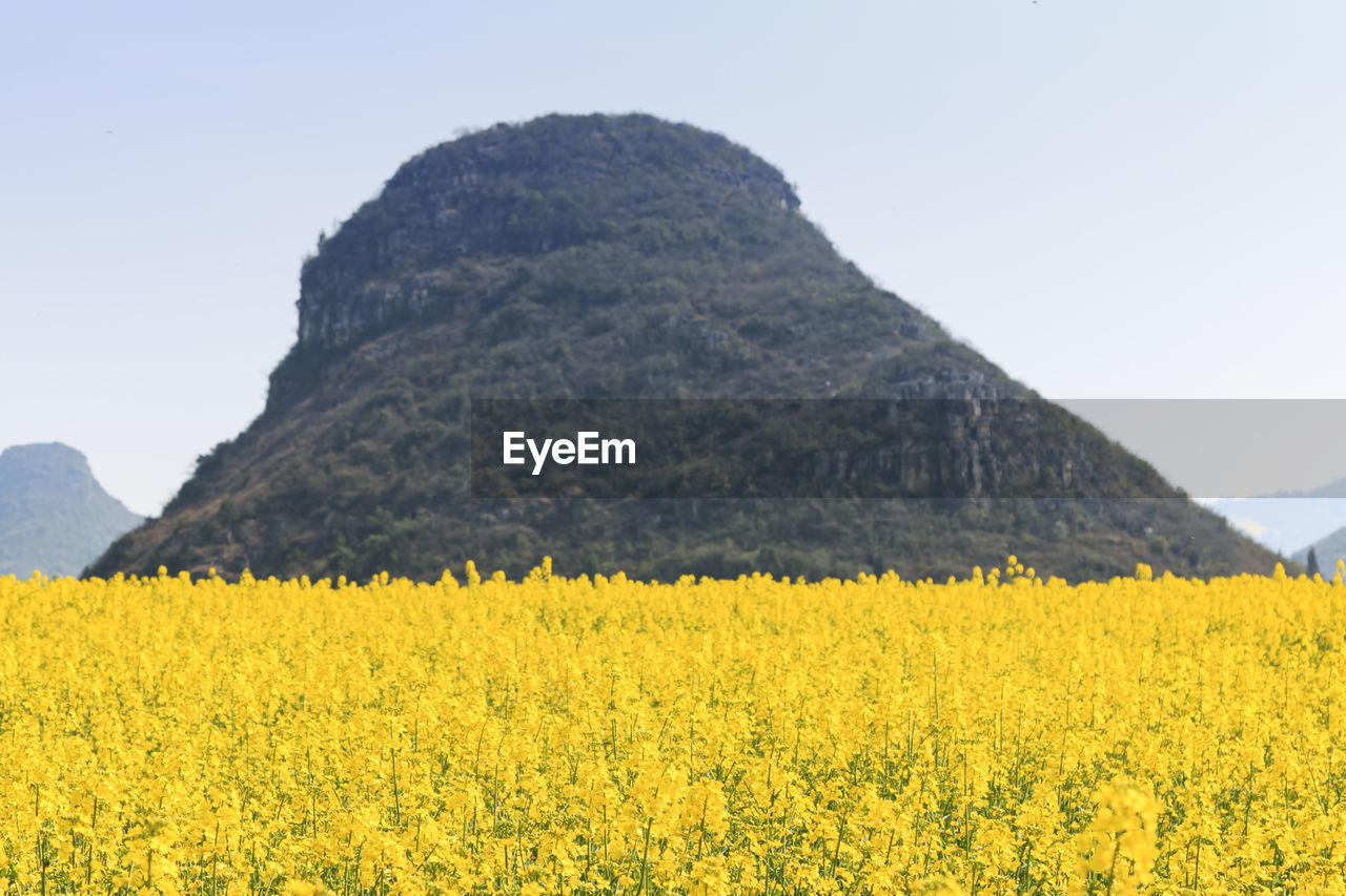 View of flowers growing in field