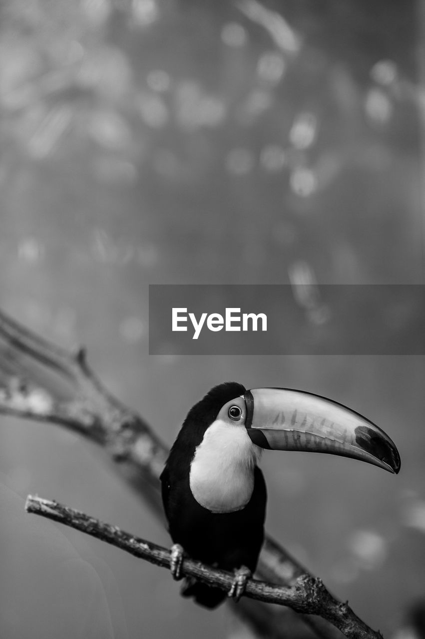 CLOSE-UP OF BIRD PERCHING ON A BRANCH