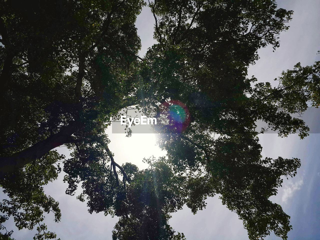 LOW ANGLE VIEW OF TREE AGAINST SKY