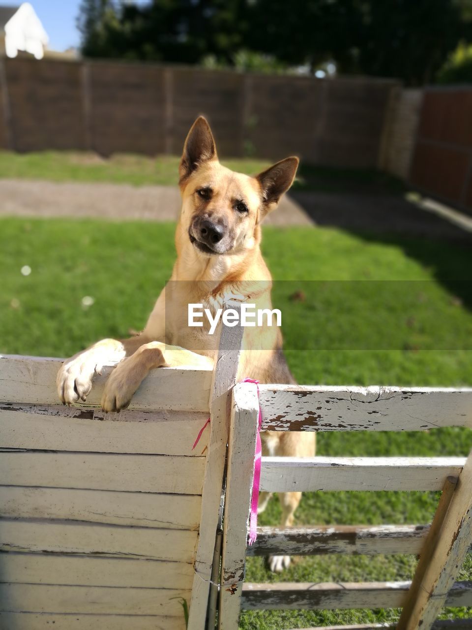 Portrait of dog rearing on gate in backyard