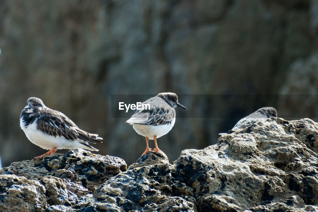 CLOSE-UP OF SPARROW PERCHING ON ROCK