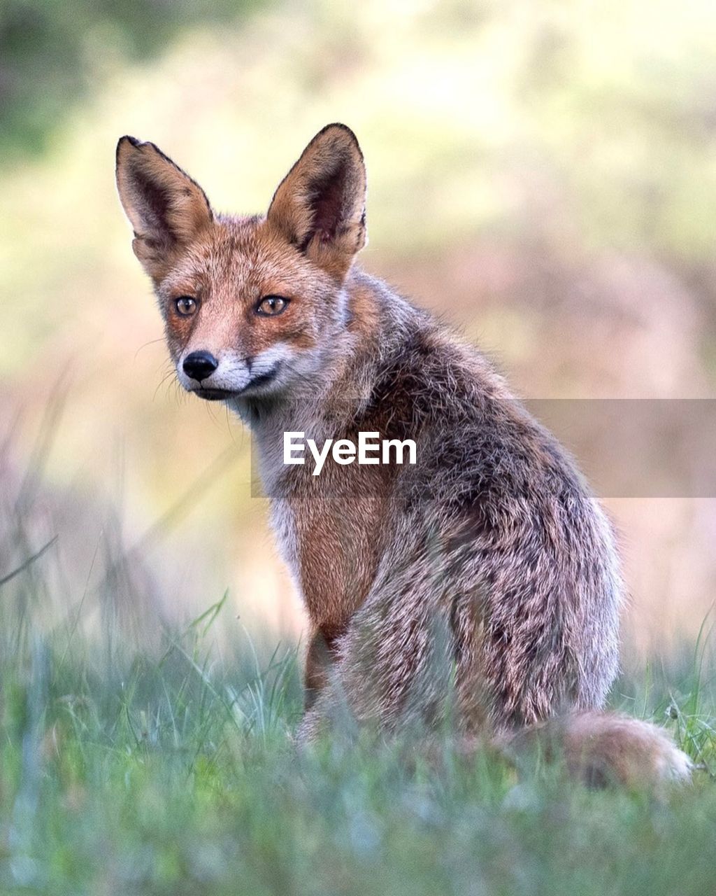 close-up of fox looking away