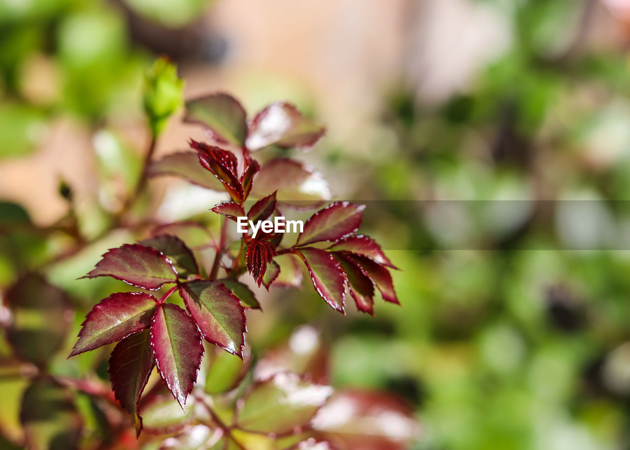 plant, plant part, leaf, tree, nature, branch, beauty in nature, blossom, flower, autumn, close-up, no people, outdoors, food and drink, growth, selective focus, macro photography, shrub, food, focus on foreground, environment, fruit, red, day, freshness, flowering plant, green, tranquility, land