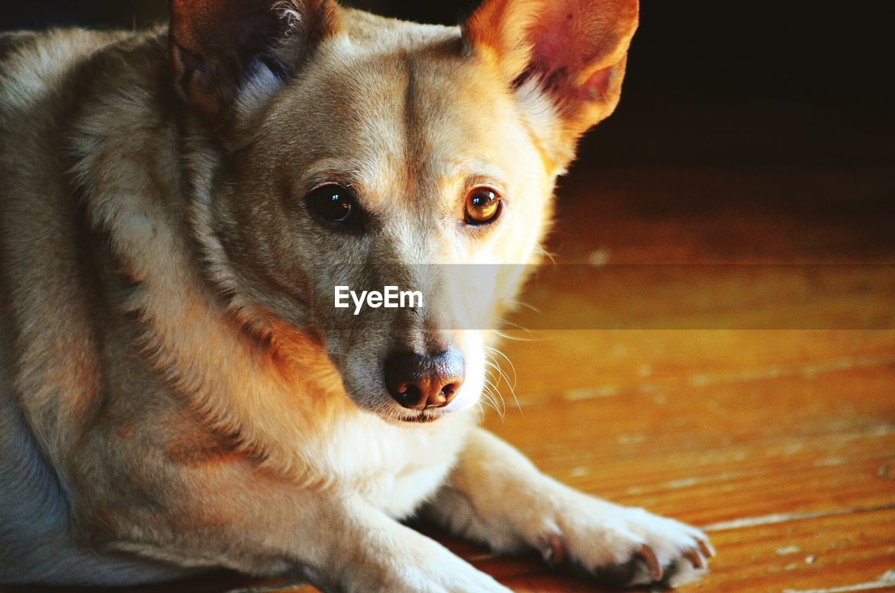 Portrait of corgi sitting on hardwood floor at home