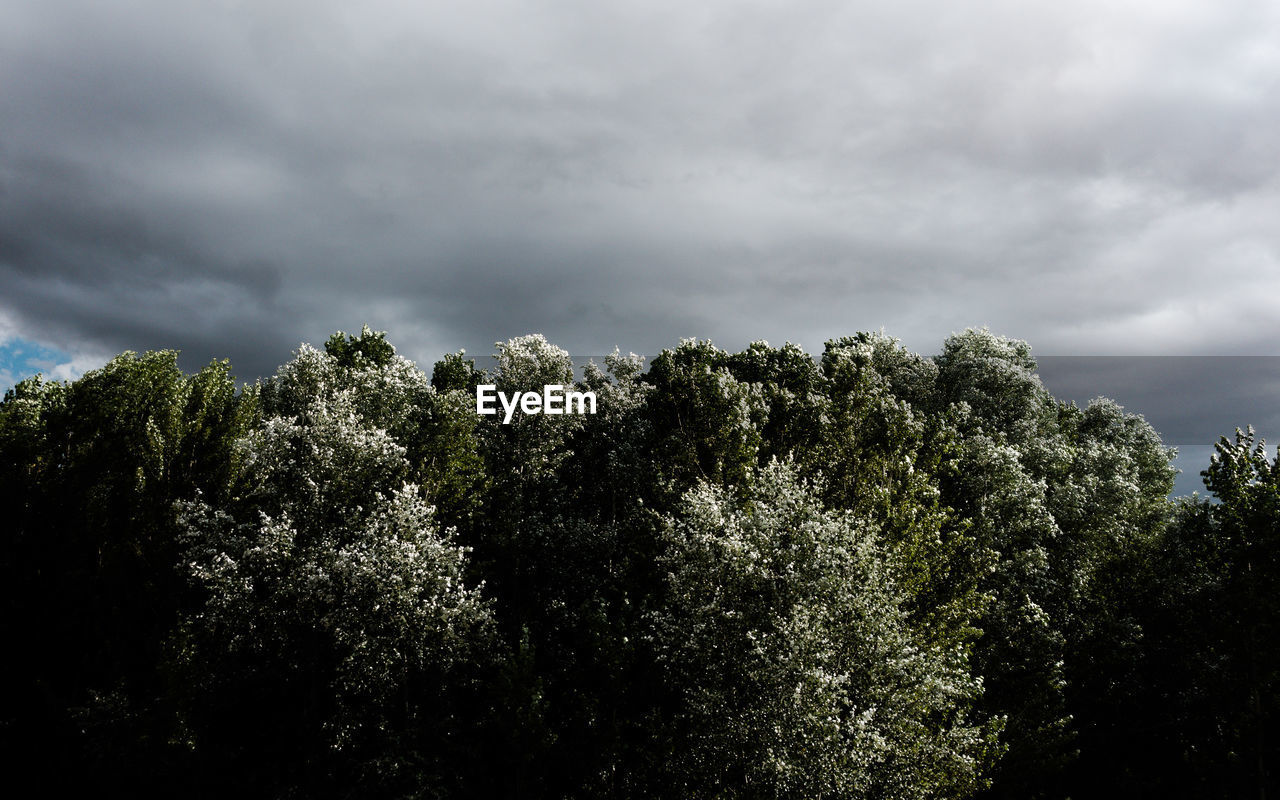 Trees against sky