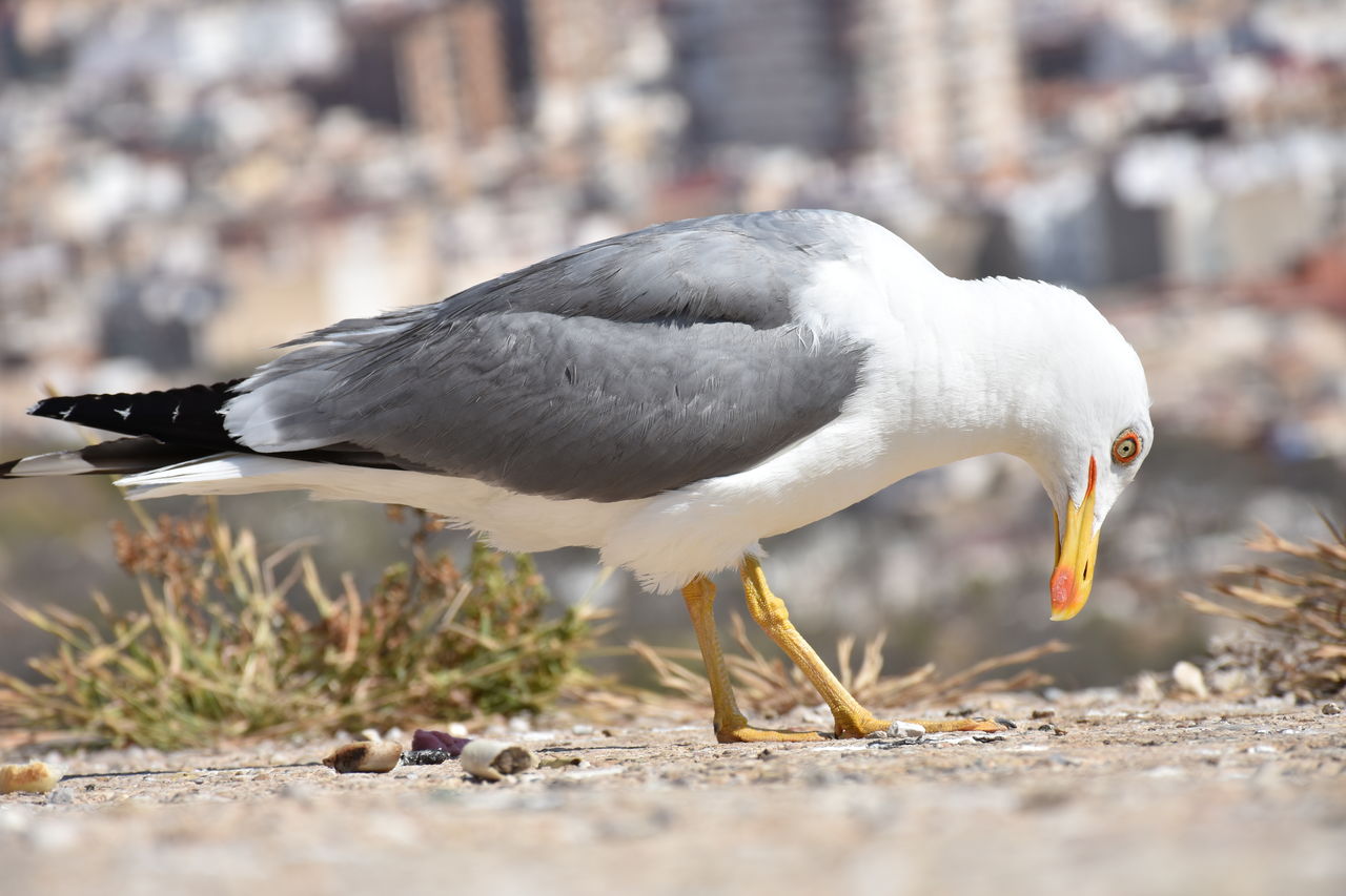 Surface level of seagull on field