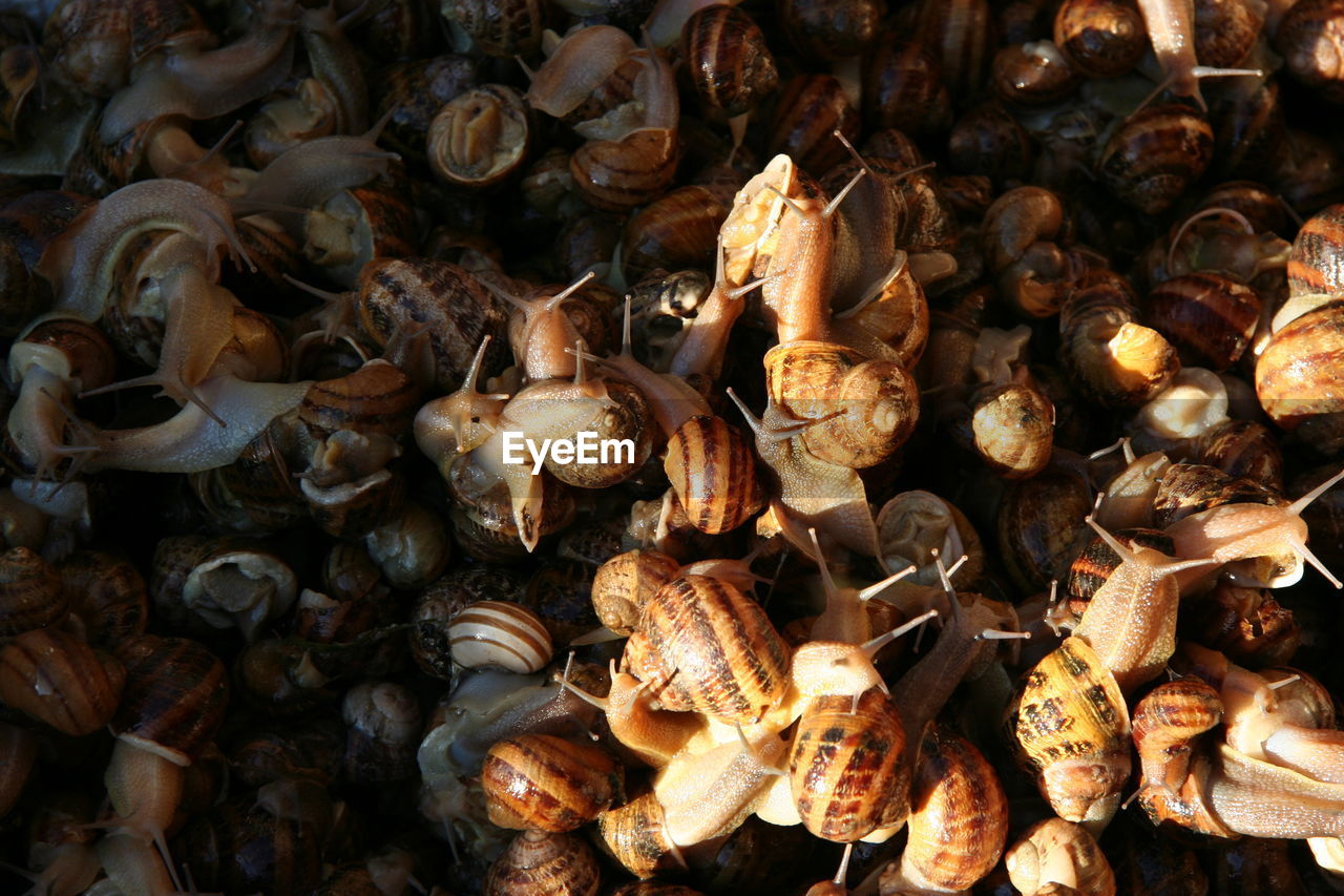 Full frame shot of snail