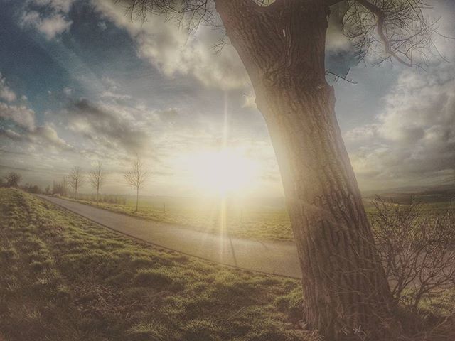 SUN SHINING THROUGH TREES ON FIELD