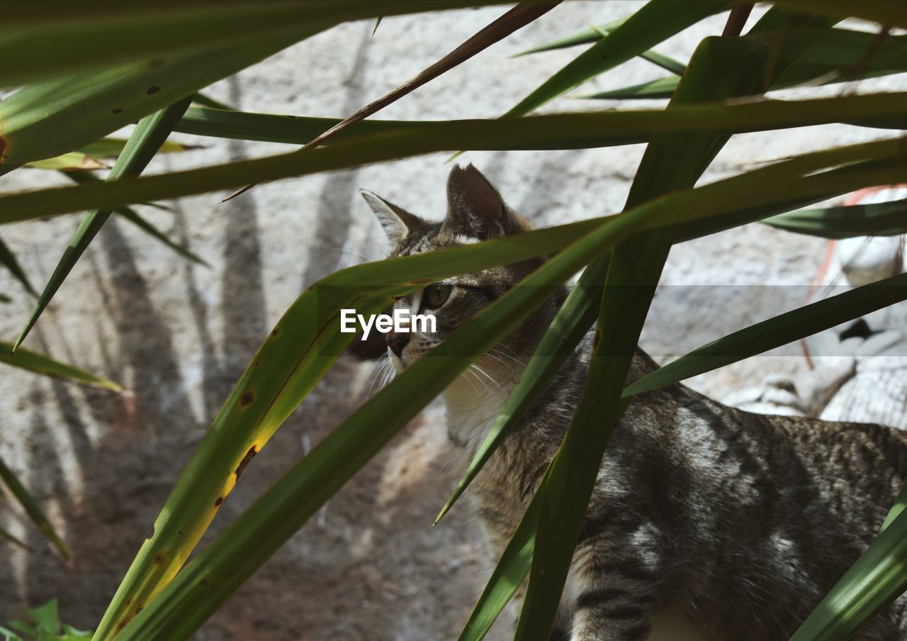 Close-up of a cat