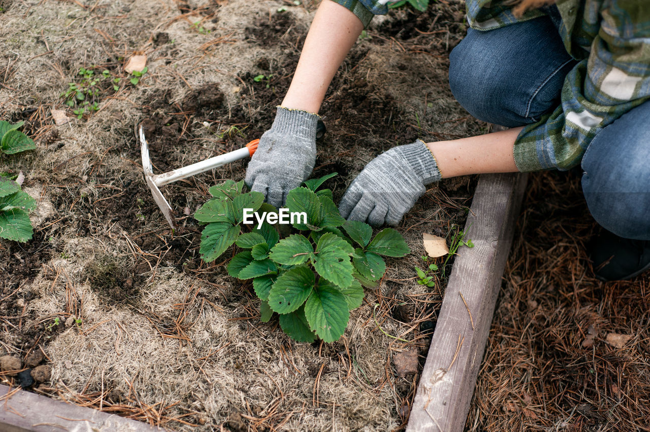 Hands close-up. a woman takes care of a strawberry or strawberry bush. banner. gardening