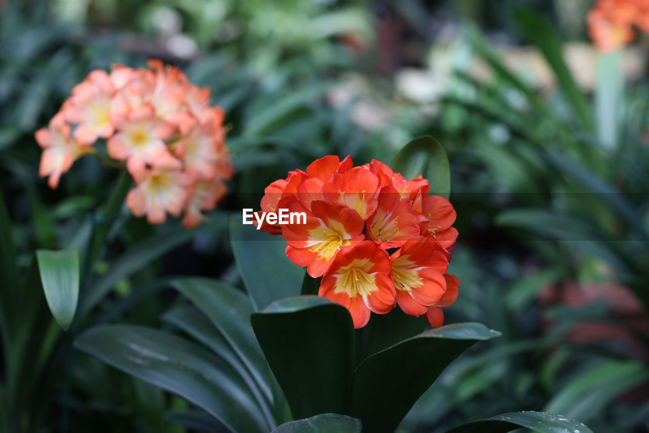 Close-up of flowering plants