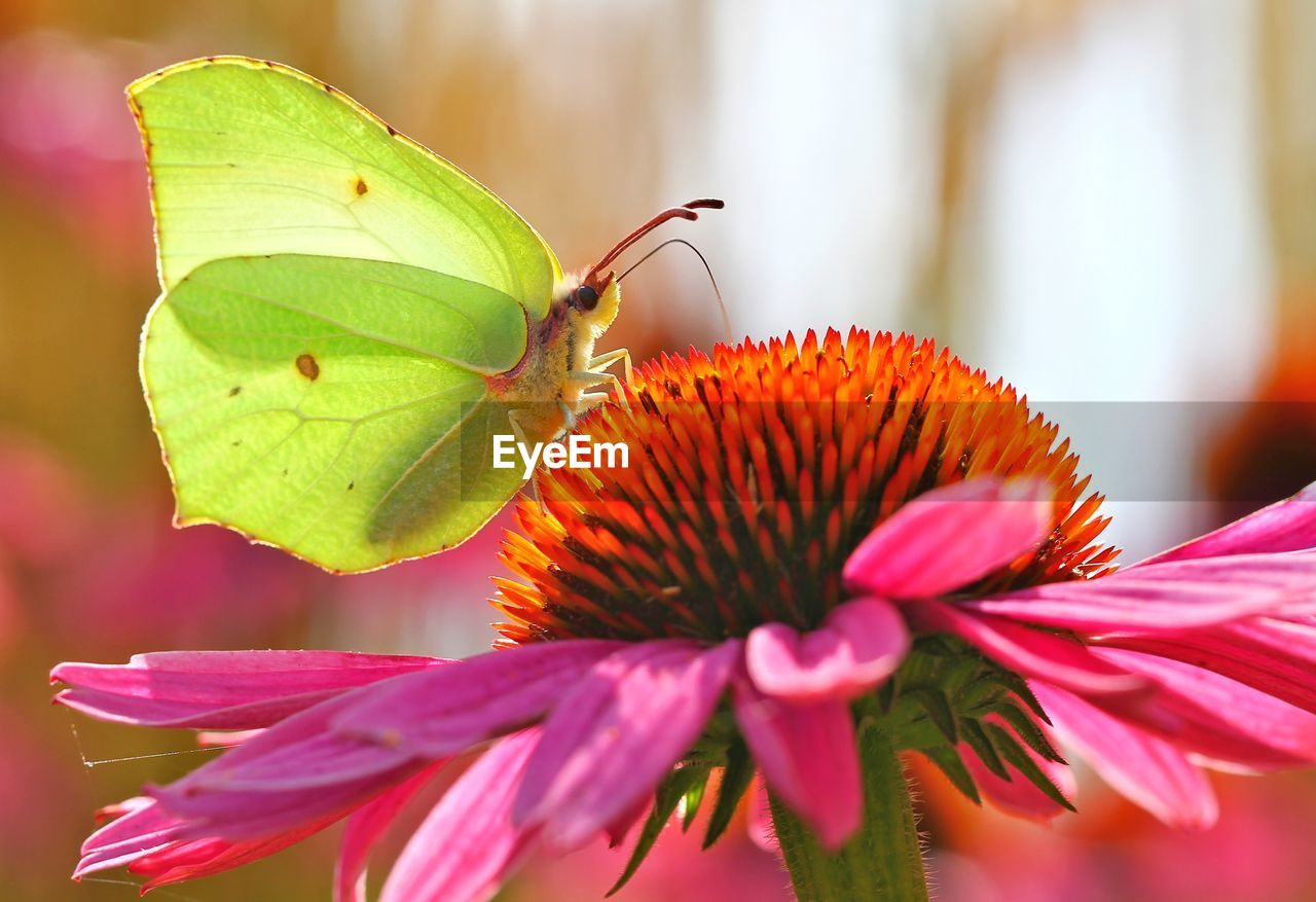 CLOSE-UP OF PINK INSECT ON PLANT