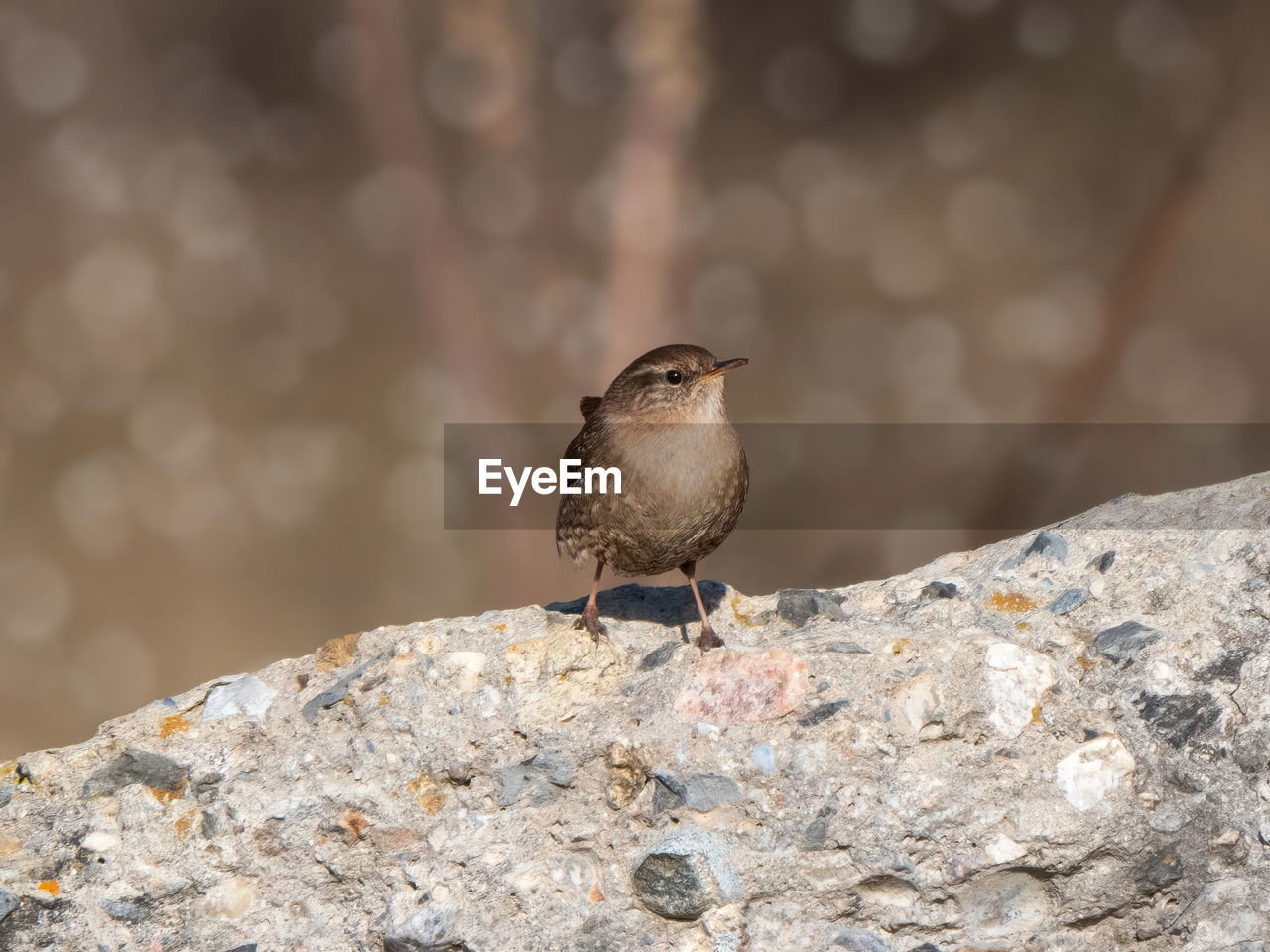 low angle view of bird perching on rock