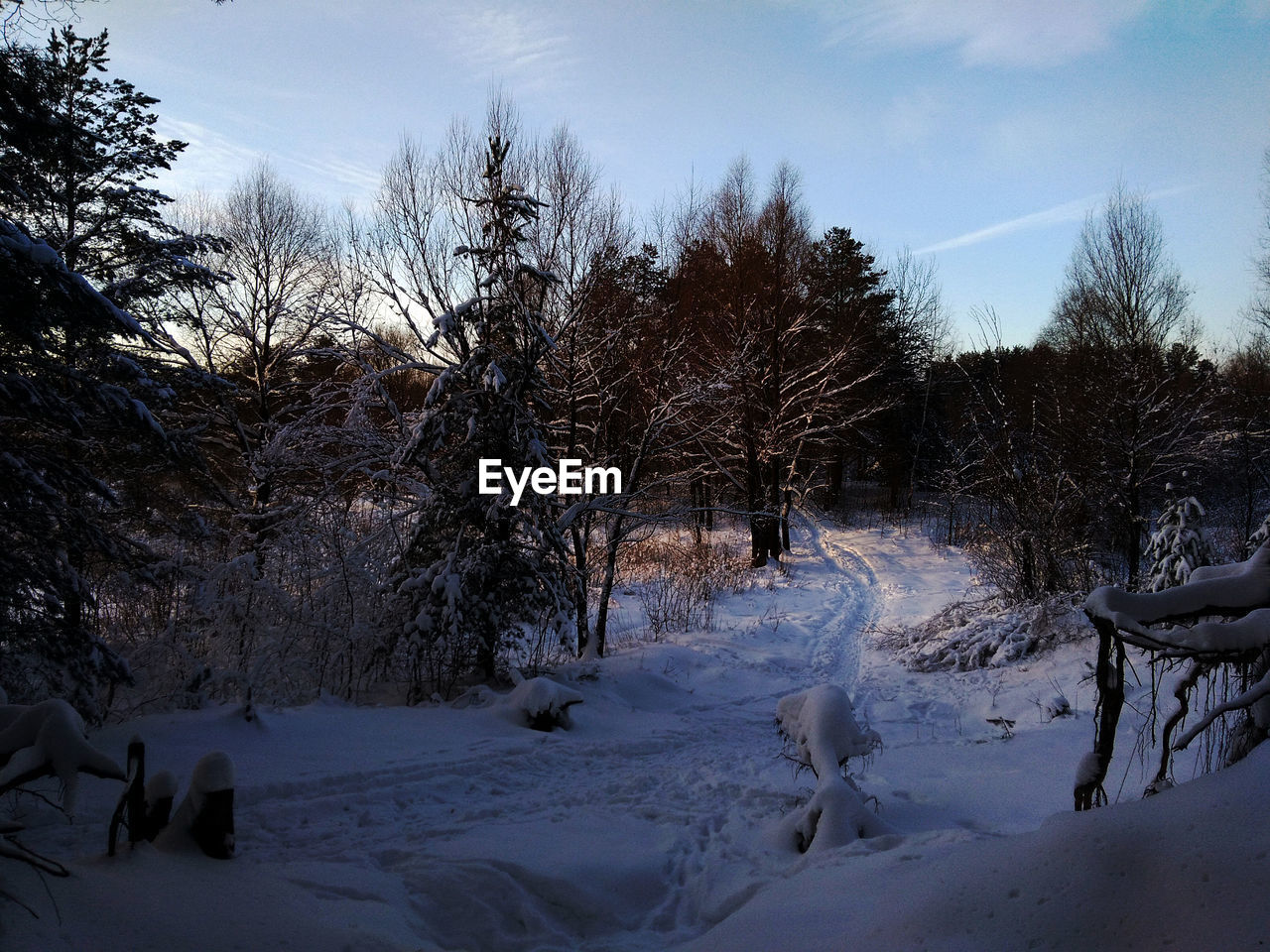 SNOW ON BARE TREES AGAINST SKY