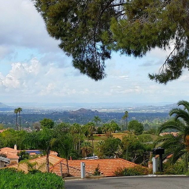 SCENIC VIEW OF TREES AGAINST CLOUDY SKY