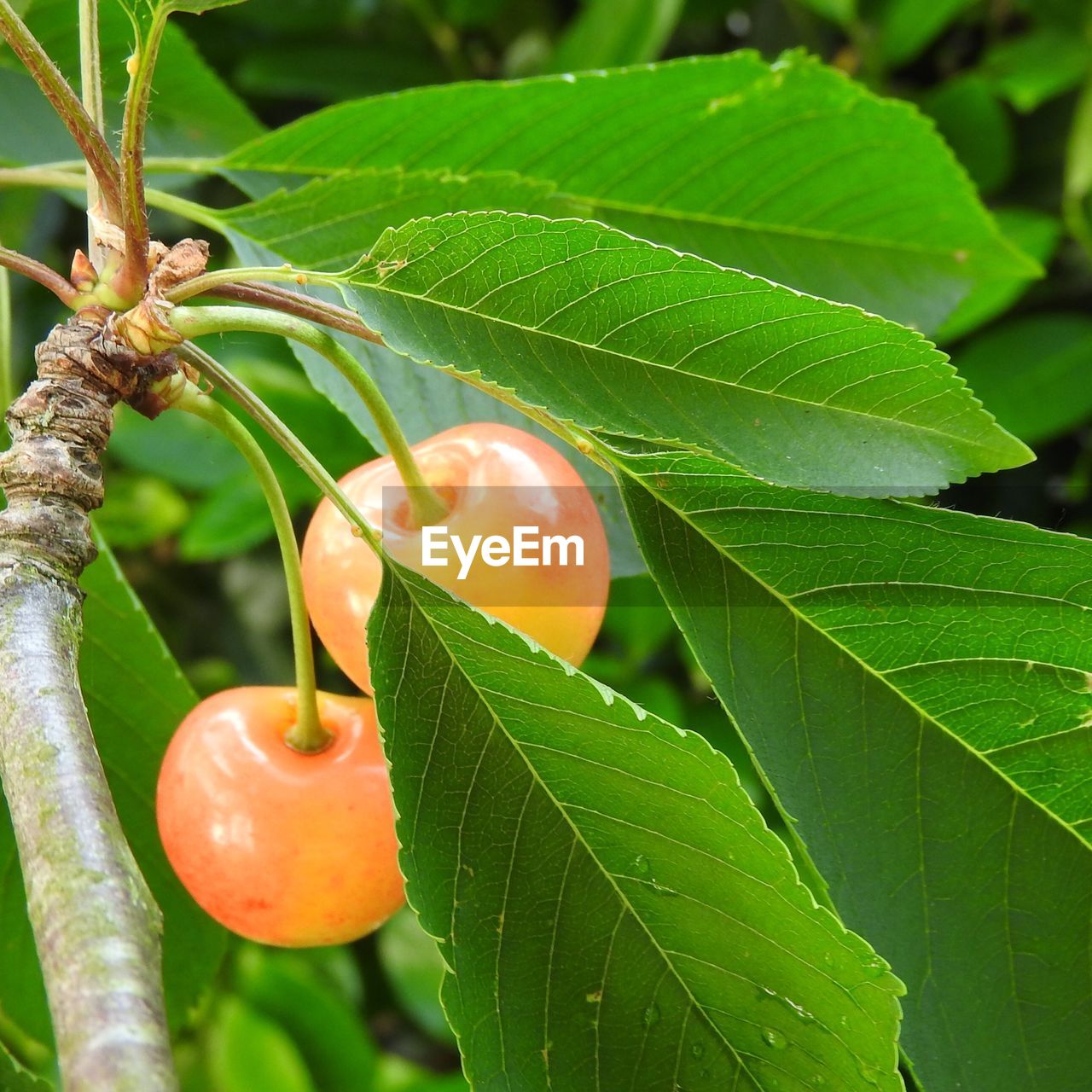 CLOSE-UP OF FRESH FRUIT ON TREE