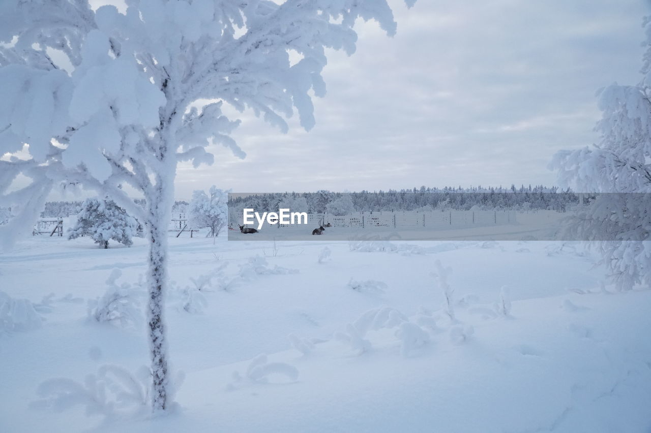 Snow covered land and trees against sky