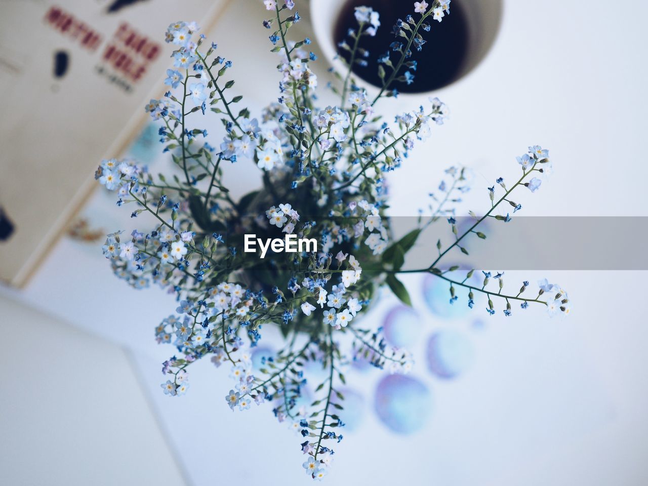 Close-up of white flowering plant on table