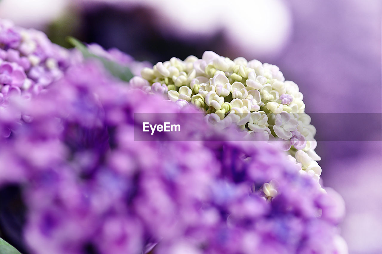 Close-up of purple flowering plant