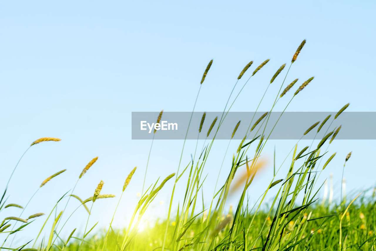 CLOSE-UP OF GRASS AGAINST CLEAR SKY