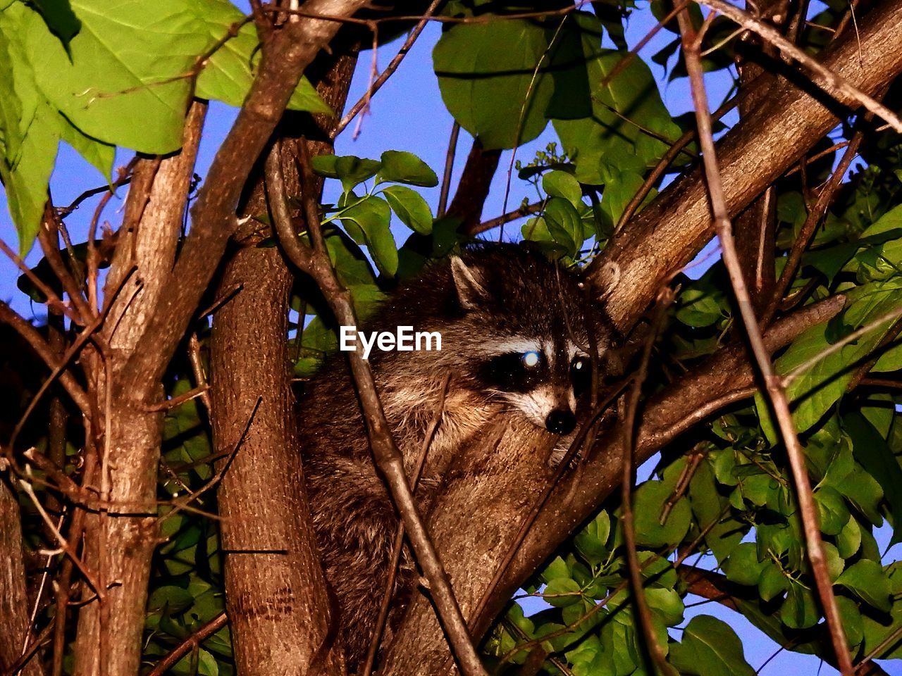 Low angle view of raccoon in a tree